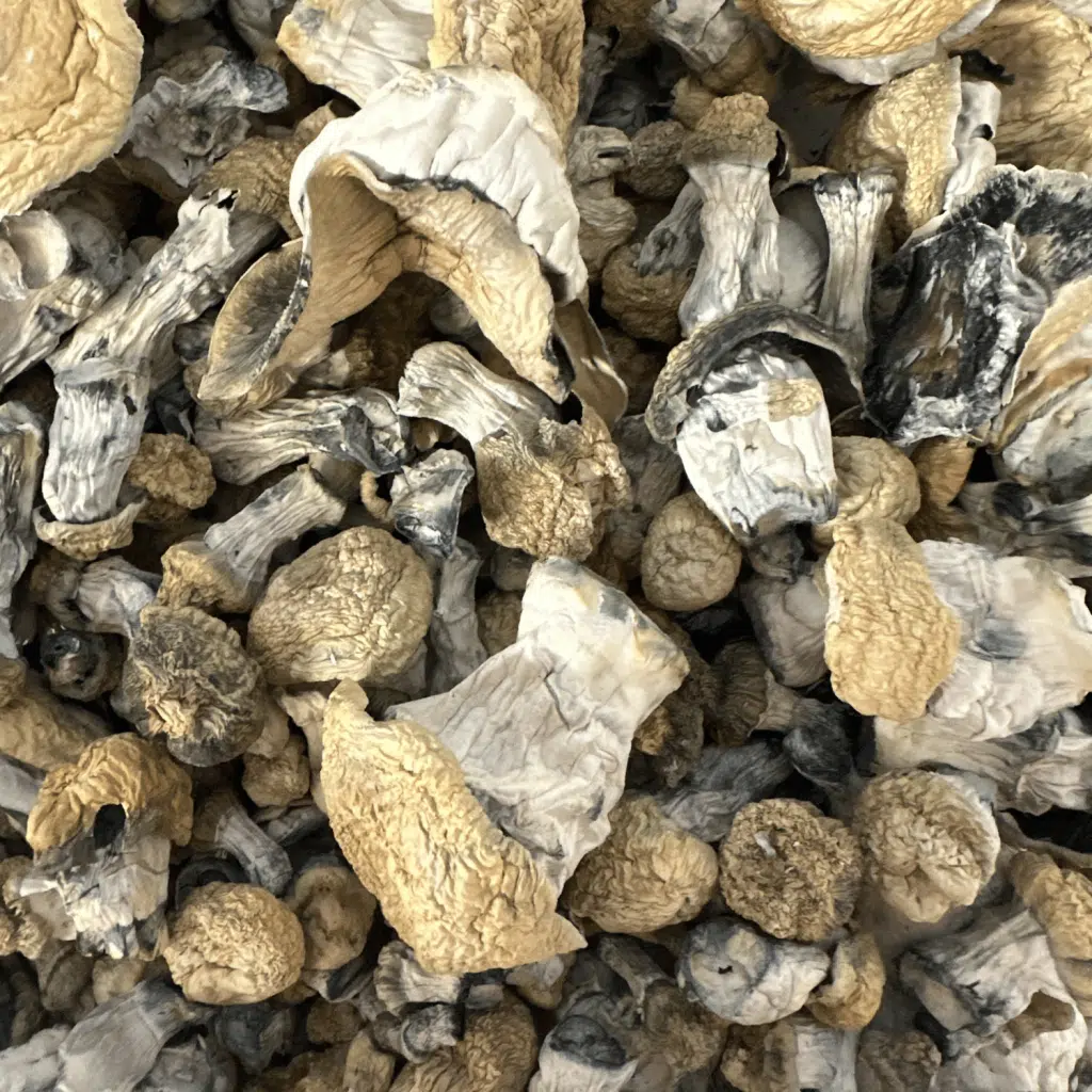 Yeti Magic Mushrooms | Mush Love Ann Arbor | Mush Love Ann Arbor